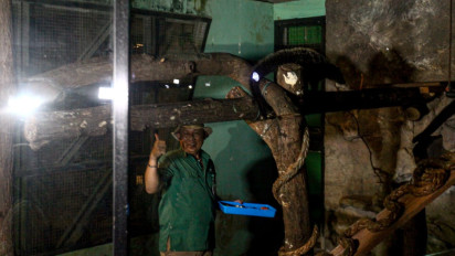 Ada Night at Ragunan Zoo, Pengelola Andalkan Tim Medis Pastikan Satwa Tidak Stres saat Jam Buka Malam Hari