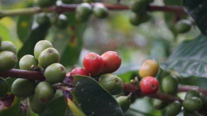 Kopi Indonesia Tampil di Panggung Dunia Lewat Festival Internasional di Malaysia