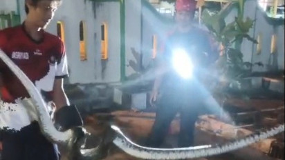 Damkar Evakuasi Indukan Ular Sanca Sepanjang 3 Meter dan 26 Butir Telur yang Bersarang di Gorong-gorong Kantor Disbud Kulon Progo