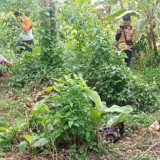Personel Satreskrim Polres OKU Selatan Evakuasi Kerangka Manusia di Kebun Pisang
