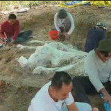 Tim Geologi Ekskavasi Fosil Gajah Purba di Hutan Tritik Nganjuk, Daftar Panjang Situs Purbakala di Jawa Timur