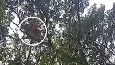 Kesulitan Tak Bisa Berdagang, Damkar Kota Tangsel Evakuasi Puluhan Balon Tersangkut di Pohon Setinggi 10 Meter