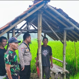 Petani Tepis Hoaks Soal Swasembada Pangan: Data Pemerintah dan Fakta Lapangan Tak Bisa Dibantah