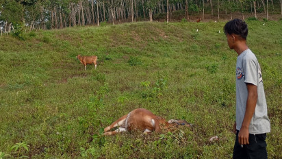 Kembali Terjadi, 3 Ekor Sapi di Paguyanan Mati Mendadak Diduga Diracun