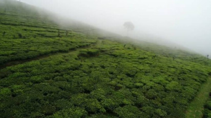 Teh Pagilaran, Warisan 180 Tahun yang Kini Menjadi Teh Premium Asli Indonesia dan Siap Bersaing di Pasar Modern