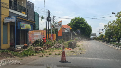 Diduga Ada Kejanggalan, Hasil Tebangan 85 Pohon Proyek Trotoar di Probolinggo Dilelang Rp5 Juta