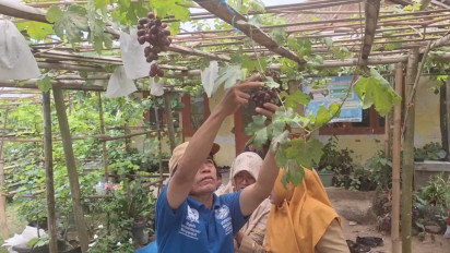 Inspirasi Menyulap Lahan Sempit di Pekarangan Rumah Jadi Kebun Anggur Produktif