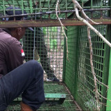 Aksi Beruang Madu Masuk Permukiman Resahkan Warga di Tiga Kabupaten di Bengkulu