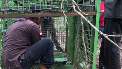 Aksi Beruang Madu Masuk Permukiman Resahkan Warga di Tiga Kabupaten di Bengkulu