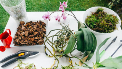 Dari Anggrek hingga Herbal: Masa Depan Hortikultura yang Penuh Warna, Seni Botani dan Inovasi Hortikultura Indonesia Siap Menembus Pasar Dunia