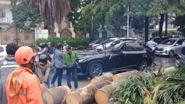 Detik-detik Pohon Timpa Lexus di Pondok Indah Hingga Tewaskan 1 Orang, Korbannya Ternyata Eks Direktur Danareksa