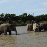Nasib 50 Ekor Gajah Sumatera di Bengkulu, Ribuan Hektare Habitatnya Tergerus Jadi Perkebunan Sawit 