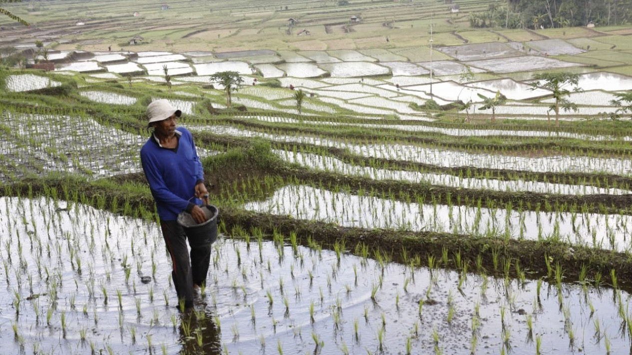 Setahun Pemerintahan Prabowo-Gibran: Petani Untung, Produksi Naik, Pupuk Murah?
            - galeri foto