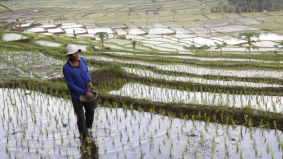 Setahun Pemerintahan Prabowo-Gibran: Petani Untung, Produksi Naik, Pupuk Murah?