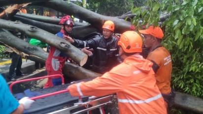 Ngeri, Satu Orang Tewas di Jakarta Selatan Usai Tertimpa Pohon Tumbang, Ini Kata Pemprov DKI Jakarta