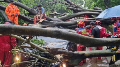 Insiden Pohon Tumbang Tewaskan 1 Orang di Dharmawangsa, Polisi Turun Tangan