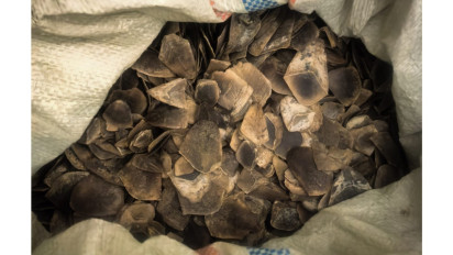 Detik-Detik Tim Ditreskrimsus Polda Riau Gagalkan Perdagangan Ilegal 30 Kg Sisik Trenggiling