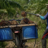 Petani Sawit Masih Hadapi Banyak Kendala, Akses Informasi hingga Pendampingan Jadi Sorotan