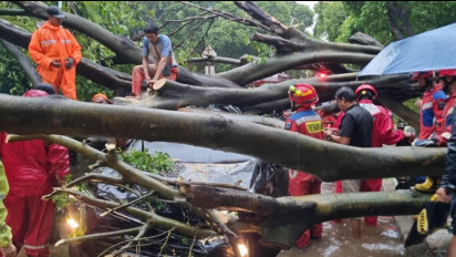 Imbas Pohon Tumbang yang Tewaskan 2 Orang, Pemprov Jakarta Lakukan Peremajaan Pohon yang Cocok di Perkotaan