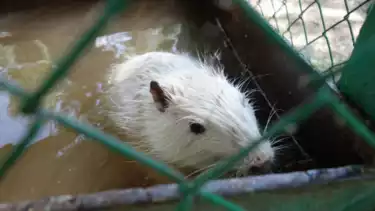 Ilustrasi hewan tikus masuk ke rumah saat banjir setelah hujan