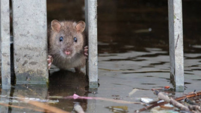 Tolong Jangan Biarkan Tikus Masuk ke Rumah saat Banjir di Musim Hujan, Ini Cara Mudah Membasminya yang Ampuh
