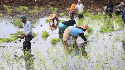 Puncak Musim Hujan, BMKG : Momentum Tingkatkan Produksi Pangan Nasional