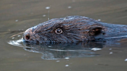 Ketika Rumah Dikepung Tikus Bertubi-tubi saat Hujan, Cara Menghindari Leptospirosis Penyebab 'Gagal Ginjal Akut', Simpel Banget