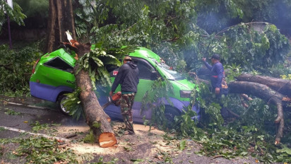 Pohon Besar di Bogor Tumbang, Timpa Angkot Hingga Ringsek