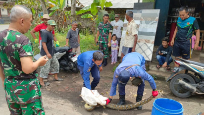 Petugas Damkar Temanggung Evakuasi Ular Piton Sepanjang 3 Meter dari Gorong-gorong Rumah Warga