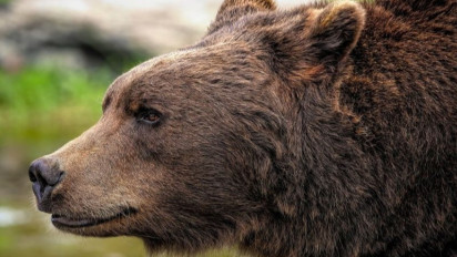 Serangan Beruang Menigkat, Kepolisian Jepang Diizinkan Untuk Menembak