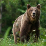 Bandara Hanamaki Jepang Ditutup Sementara Karena Beruang Masuk Landasan Pacu