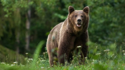 Bandara Hanamaki Jepang Ditutup Sementara Karena Beruang Masuk Landasan Pacu