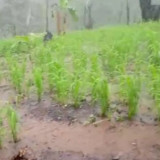 Ketahanan Pangan ala Suku Badui, Suburnya Tanaman Padi Huma Ketika Musim Hujan Tiba