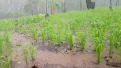 Ketahanan Pangan ala Suku Badui, Suburnya Tanaman Padi Huma Ketika Musim Hujan Tiba