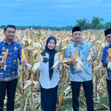 Panen Jagung di Kopo, Bupati Serang Sebut Mewujudkan Swasembada Pangan