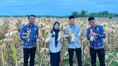 Panen Jagung di Kopo, Bupati Serang Sebut Mewujudkan Swasembada Pangan