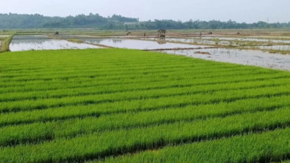 Sektor Pertanian Menjadi Penyumbang Terbesar Ekonomi Kabupaten Lebak, Banten