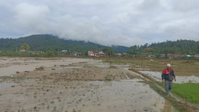 BPBA: Banjir di Gayo Lues Rendam 70 Hektare Lahan Pertanian Warga