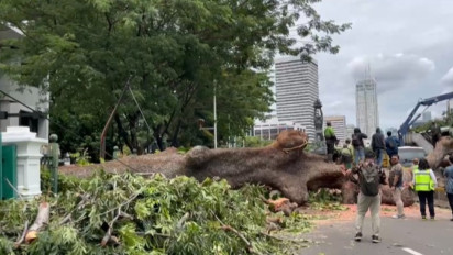 Penyebab Pohon Tumbang di Senayan Ternyata Akibat Angin Kencang