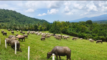 Kementan Akan Fokus Memperbaiki Hulu Peternakan Untuk Tekan Impor