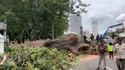 Pohon Mahoni yang Tumbang di Jalan Sisingamangaraja Jaksel Berusia Lebih dari Satu Abad: Diameternya 3,5 Meter