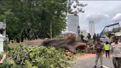 Transjakarta Kerahkan Armada Darurat Setelah MRT Lumpuh Akibat Pohon Tumbang