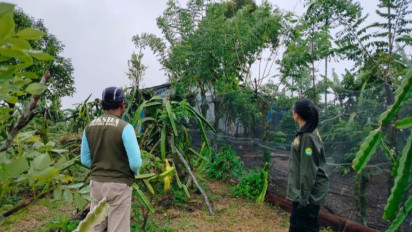 BKSDA Sumbar Terima Tiga Laporan Konflik Harimau di Agam 