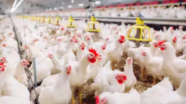 Ilustrasi Dari Kandang ke Meja Makan: Bagaimana Peternakan Menjadi Penentu Masa Depan Gizi dan Ketahanan Pangan Nasional