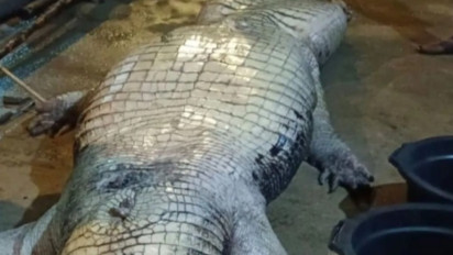 Tak Mau Makan, Buaya Seberat 585 Kilogram Mati di Penangkaran