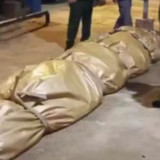 Kisah Buaya Raksasa Si Undan, Mati Dalam Pemeliharaan Warga, Dalam Perut Ditemukan Plastik, Pisau, Tombak Hingga Kaca Tabung Televisi