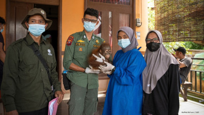Bayi Orangutan Korban Pemeliharaan Ilegal Diselamatkan dari Lokasi PETI