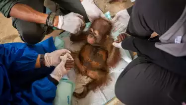 BKSDA Kalimantan Barat Seksi Konservasi Wilayah (SKW) I Ketapang bersama YIARI menyelamatkan satu bayi orang utan jantan yang dipelihara secara ilegal di di area Pertambangan Emas Tanpa Izin.