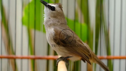 Burung Legendaris Era 90-an Bangkit Lagi! Trucuk: Murah, Mudah Jinak, dan Punya Suara 'Ropel' Khas