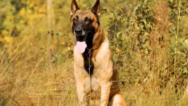 Anjing Belgian Malinois